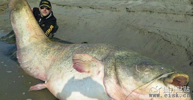 波兰渔民捕获巨型鲇鱼 腹内有纳粹军官遗骨 