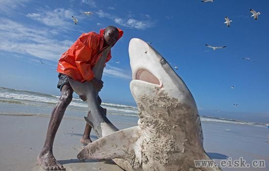 渔民捕到巨鲨，冒着生命危险放生的画面令人泪目