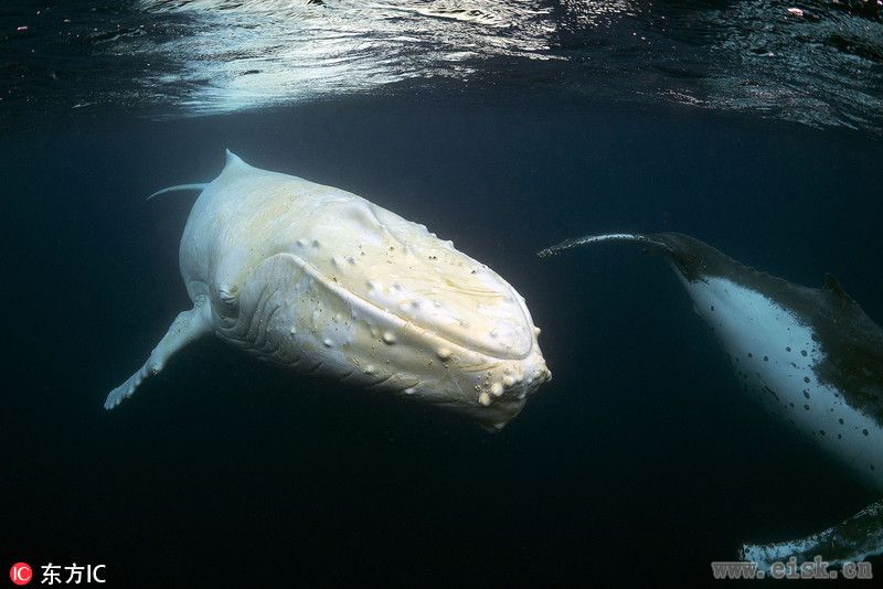 罕见白化驼背鲸如暗夜鬼影 全身散发幽白的光