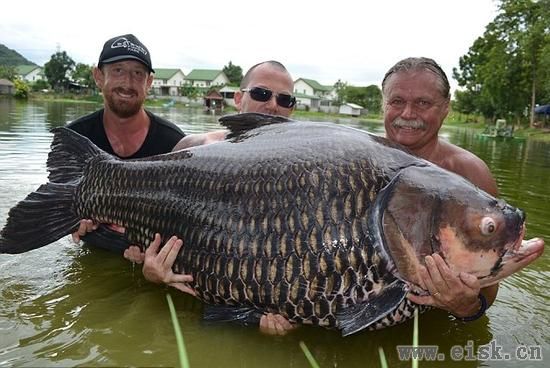 腐国人在泰国钓到200斤的大鲤鱼，刷新世界纪录