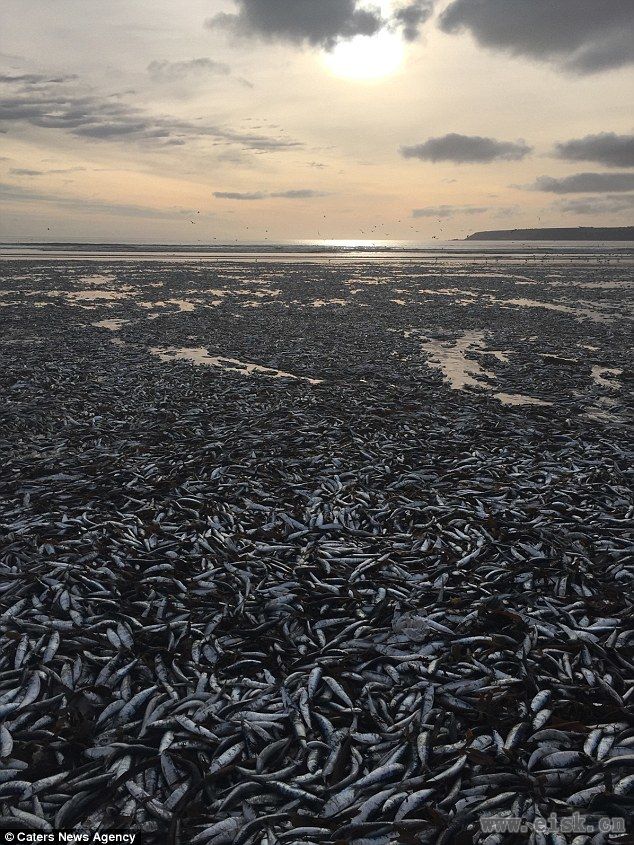 数千鲭鱼冲上英国海滩自杀：场面震撼原因未知