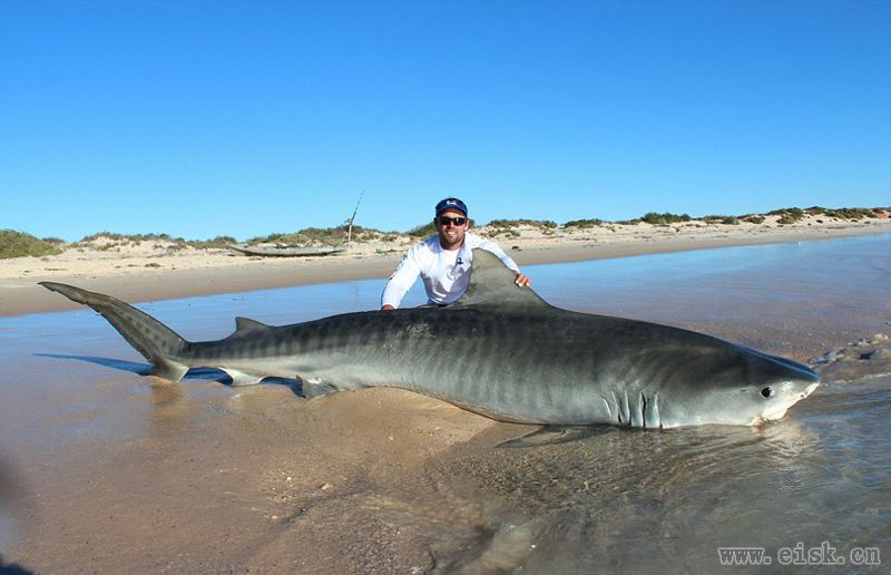 澳大利亚两渔民捕获10头巨型虎鲨