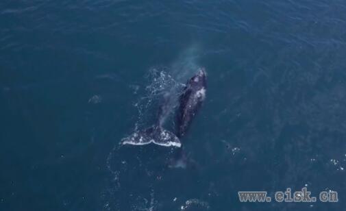 无人机助力海洋鲸鱼研究