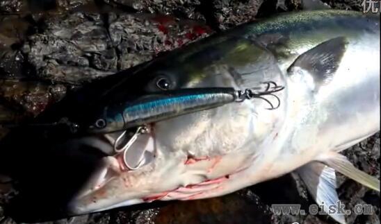 2016-NZ岸钓Kingfish31公斤_BLC_80/35_PE10