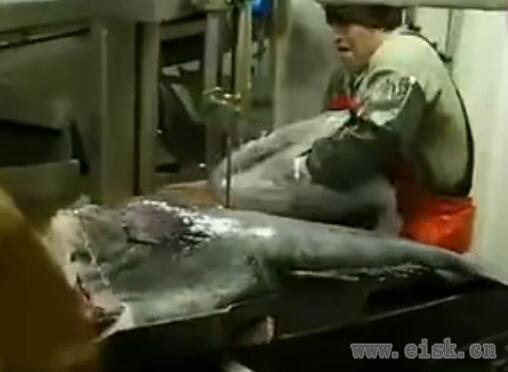 切割巨鱼：太危险，太恐怖了！