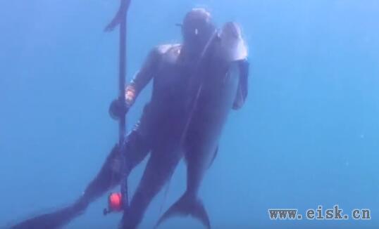 澳大利亚自由潜水捕鱼的精彩片段