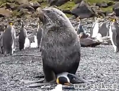 实拍南极海豹捕获企鹅后竟然OOXX 不忍直视