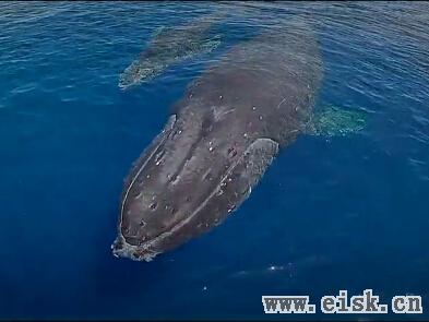 无人机拍摄座头鲸母子：母鲸护幼崽徜徉海洋