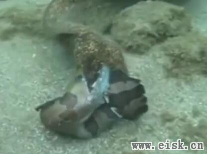 动物大战！海鳗VS海鳗 海蛇VS海鳗