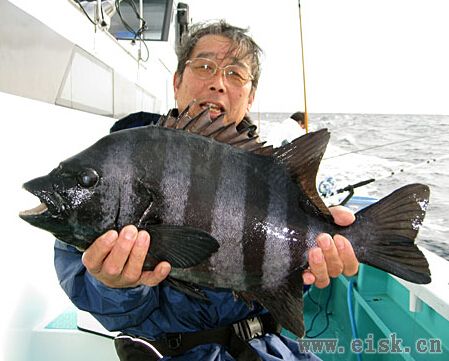 《Rapala游钓世界—日本篇》10斤的石鲈石斑都是这样钓的