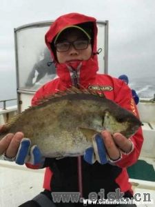 何亮海钓面饵之泥猛拉饵---史上巨猛！