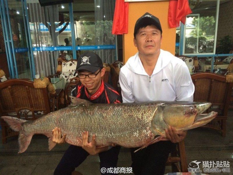 四川父子钓起98.4斤重鳡鱼 身长1.63米