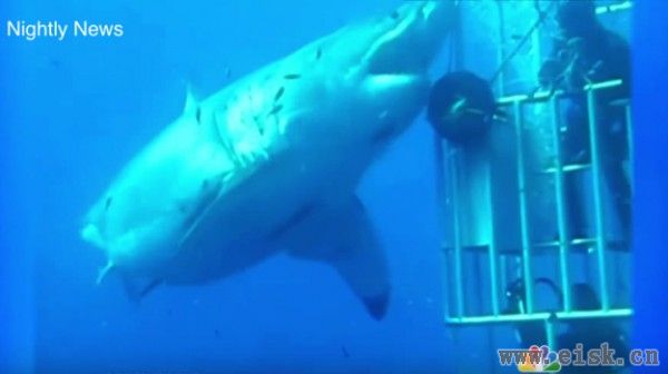 这是镜头拍到过的最大鲨鱼