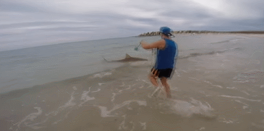 澳洲渔民海边钓鱼竟然徒手抓鲨鱼