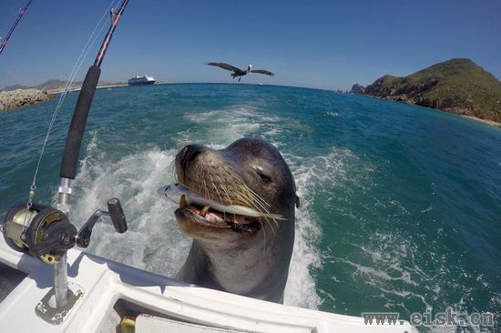 厚脸皮海狮“跟踪”渔船要食物