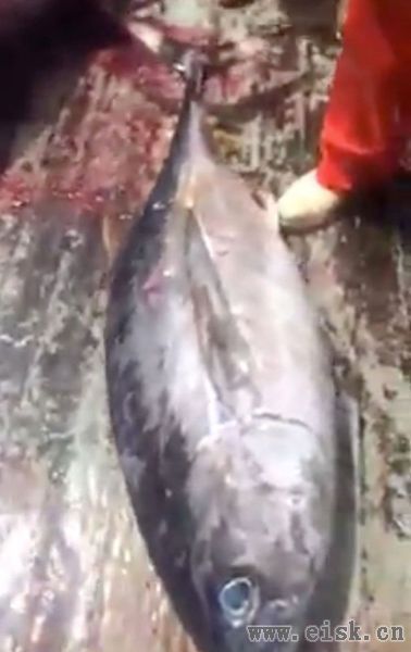 新西兰一渔民捕获了一条大鱼，竟然还有双重惊喜