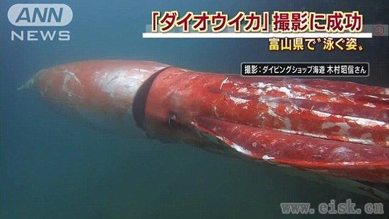 身长4米的巨型乌贼在日本海港巡游,形似潜艇吓呆众人