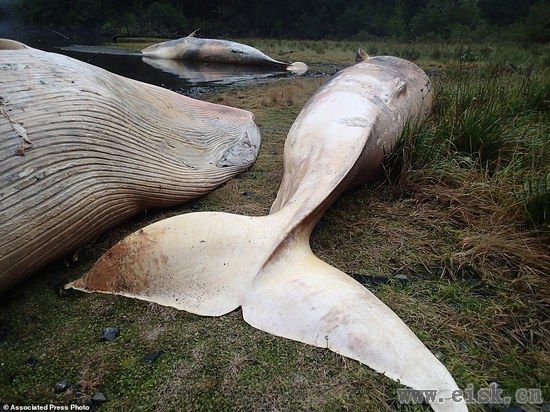 337头鲸鱼智利集体"自杀"？科学家也被震惊了！