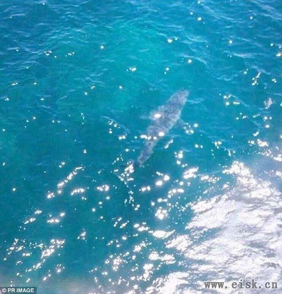 澳洲海岸惊现已知最长巨鲨约7米