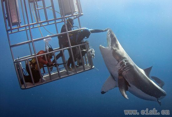 潜水员与大白鲨“隔着笼子亲密接触”