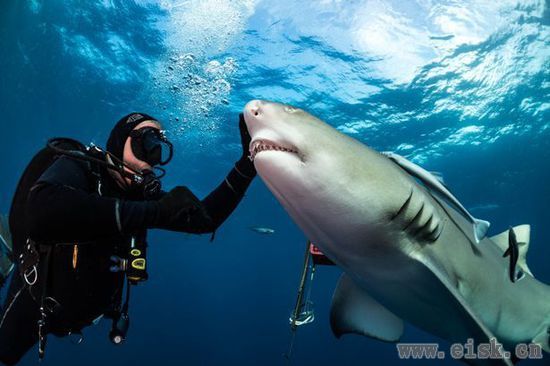 对于“鲨语者”来说,下海喂鲨鱼啥的都是平常事