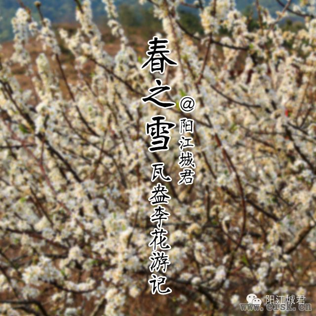 阳江春季赏“雪景”！——阳春合水瓦盎村李花盛开