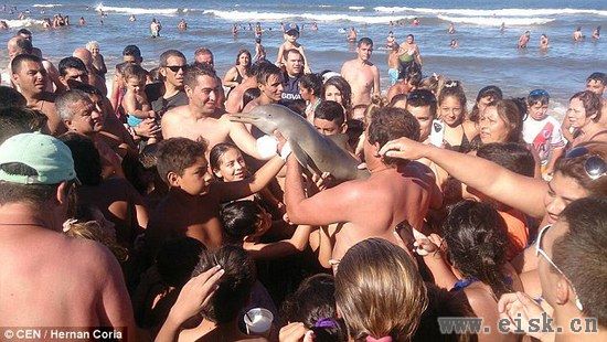 一群游客将小海豚带上岸爱抚拍照，玩死后弃尸沙滩上