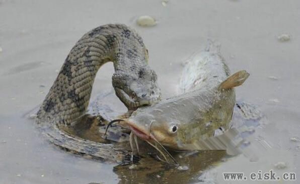 蟒蛇捕获巨大鲶鱼欲活吞，但张开血盆大口后，竟然是这样的结局！