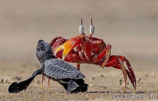 沙蟹欺负小海龟,就是现实版"蟹老板"一只嘛~