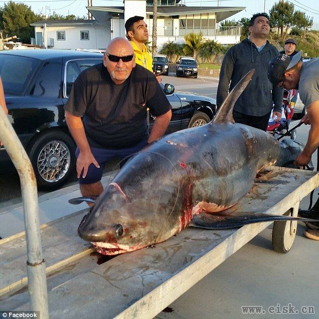 美国渔夫捕获6米长深海巨鲨：重250公斤