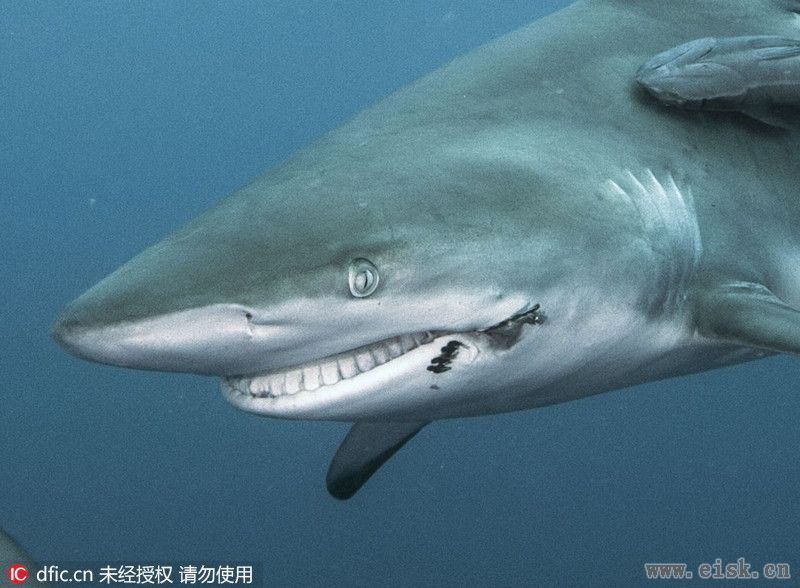 鲨鱼被鱼钩穿破嘴：脸部僵硬似微笑
