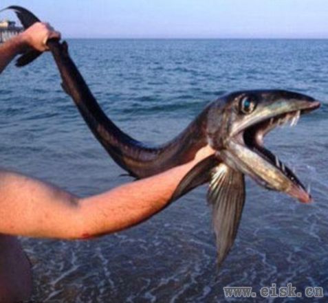 美国海滩现嘴长獠牙恐怖怪鱼 引起轰动竟是食肉帆蜥鱼