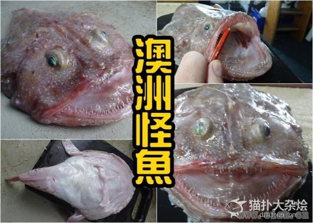 澳洲渔民捕获深海怪鱼 似外星生物