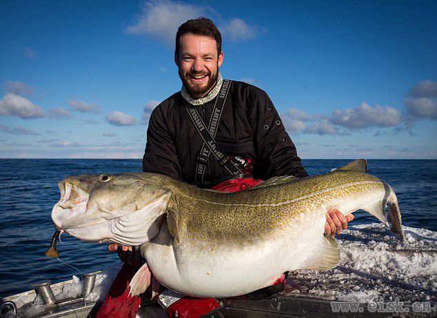 英垂钓者挪威海岸钓得84斤重鳕鱼