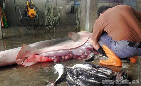 台湾渔民给母鲨鱼做剖腹产，竟剖出近80只小鲨鱼