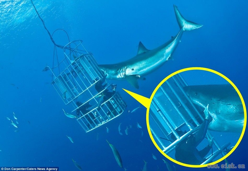 屏住呼吸的瞬间！勇敢潜水员直面4.6米长大白鲨