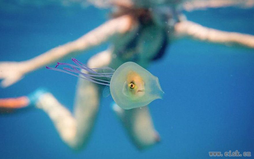 小鱼游进水母体内奇观：藏身水母寻求保护