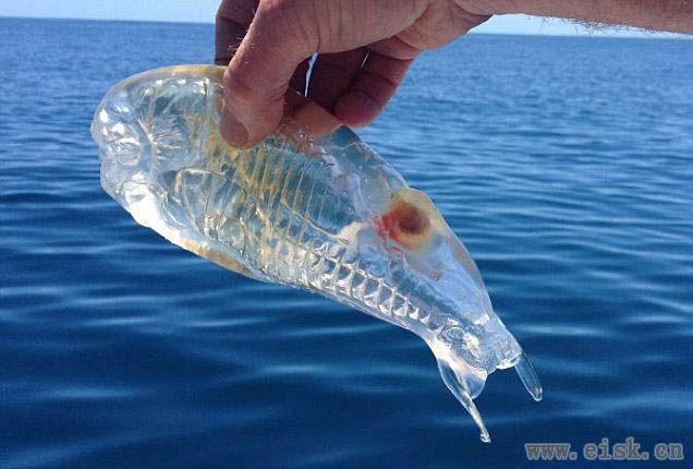 新西兰男子居然钓上一只透明得像果冻的鱼