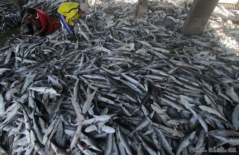 血腥鱼翅！印尼鱼市数万鲨鱼现场被割鱼鳍