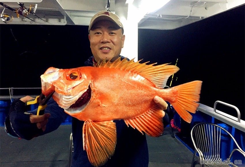 认识“日本牛目鲷”