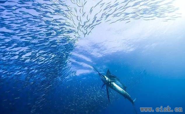 海上短游冠军——旗鱼