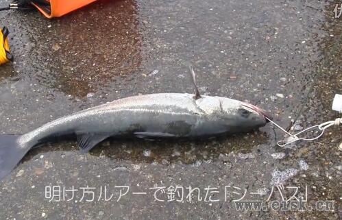 シリーズ浜名湖118　渋いクロダイ・爆釣の「メッキ」