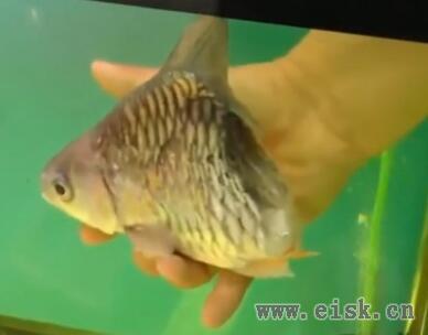 泰国男子收养罕见“半条鱼”，还在鱼缸里养了半年