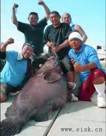 日本ALLIGATOR技研 立钓魂 世界纪录巨大石斑鱼 