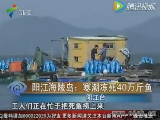 阳江海陵岛：寒潮冻死40万斤鱼！