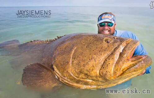 男子钓到重达181公斤巨型石斑鱼后放生