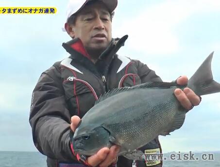 長崎県下五島黄島② 夕まずめにオナガ連発