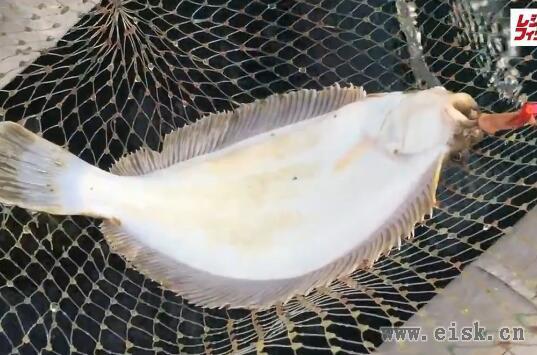 筏（イカダ）からのカレイ釣り