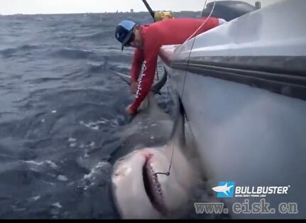 深海钓获公牛鲨视频