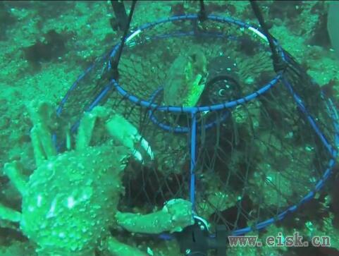 水下实拍捕蟹笼捕蟹过程，可算弄明白这个笼子的原理了
